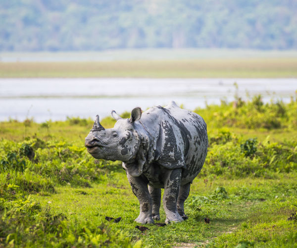 Assam Meghalaya in 5 Days