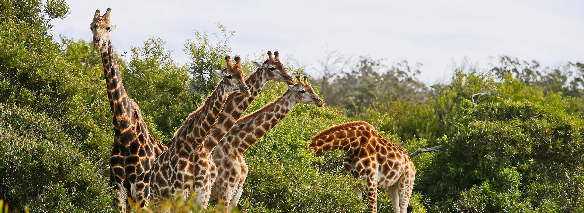 Best of South Africa