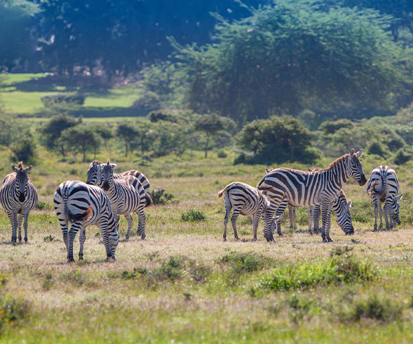 Explore Best of Kenya